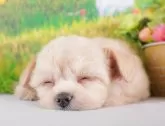 チワプー(チワワ×トイプードル)【群馬県・女の子・2024年7月30日・アプリコット】の写真5「生後42日🐾複数頭の見学も可能です！」