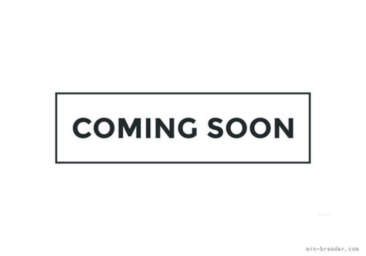 マルチーズ【・男の子・2024年2月2日・ホワイト】