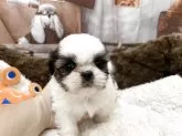 シーズー【静岡県・男の子・2025年10月29日・ホワイト&ゴールド】の写真10