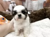 シーズー【静岡県・男の子・2025年10月29日・ホワイト&ゴールド】の写真11