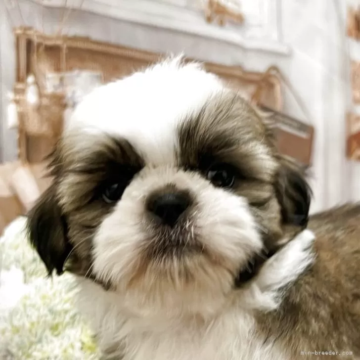ID:2508-00676の子犬