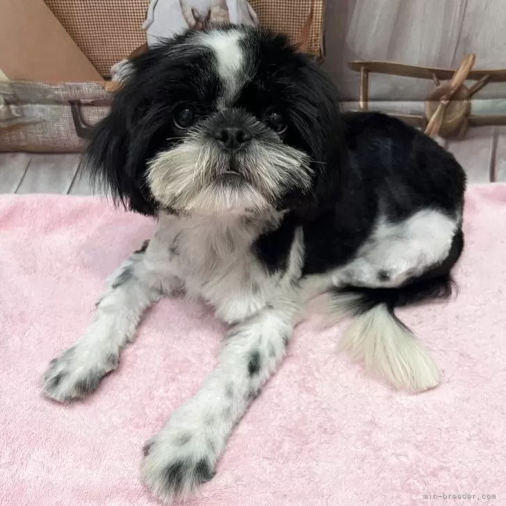 ID：2508-00679の子犬