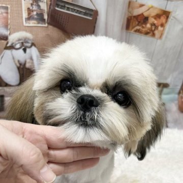 シーズー【静岡県・男の子・2025年6月12日・ホワイト&ゴールド】の写真「シーズー部門全国第１位受賞🏆シーズー専門犬舎❤️」