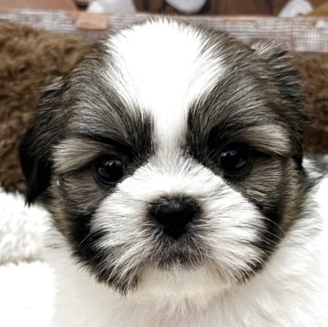 シーズー【静岡県・男の子・2025年10月29日・ホワイト&ゴールド】の写真「たくましく、凛々しい男の子💕」