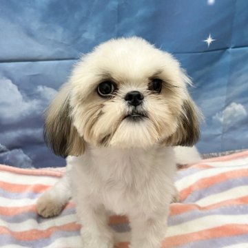 シーズー【静岡県・女の子・2024年12月8日・ホワイト&ゴールド】の写真「シーズー専門犬舎✨魅力がつまった女子です💖」