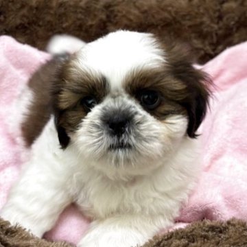 シーズー【静岡県・男の子・2026年3月13日・ホワイト&ゴールド】の写真「チャームポイントは目💖」