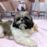 シーズー