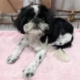 シーズー