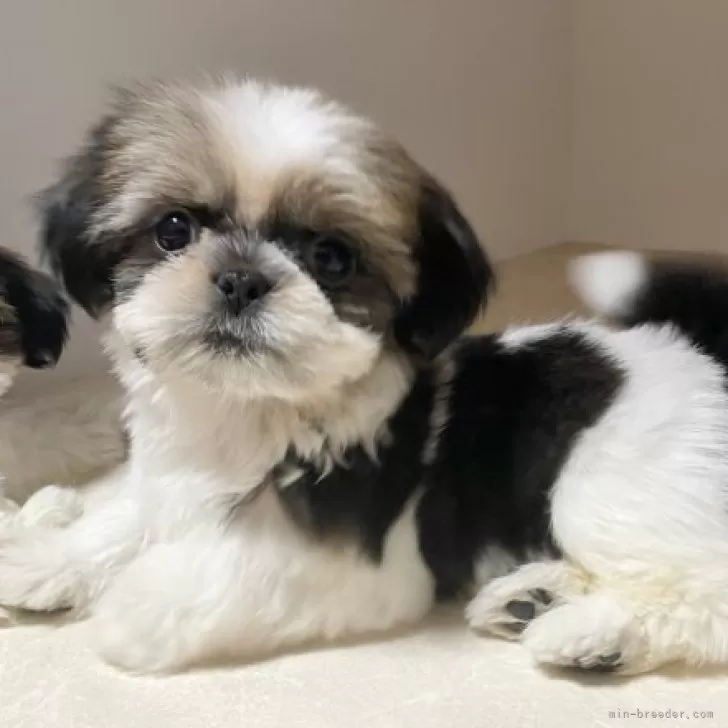 おはぎ 様のお迎えした子犬