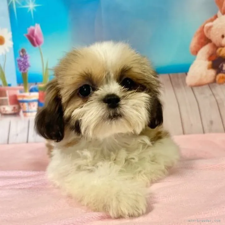 ID：2307-04846の子犬