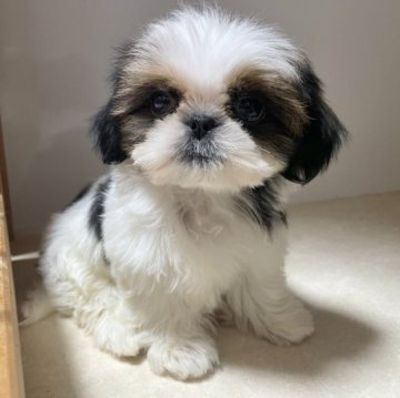 シーズー【静岡県・男の子・2023年9月30日・ホワイト&ゴールド】の写真「パパ似のベビーフェイス😍可愛すぎる🎀」