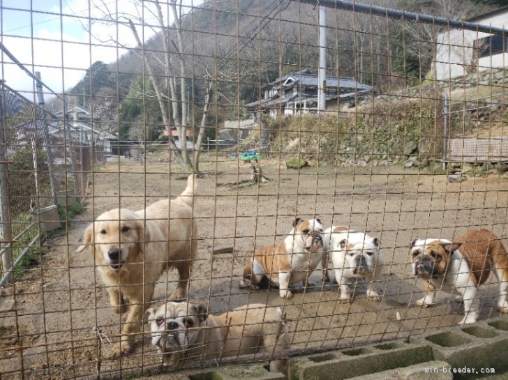稲村悠介ブリーダー