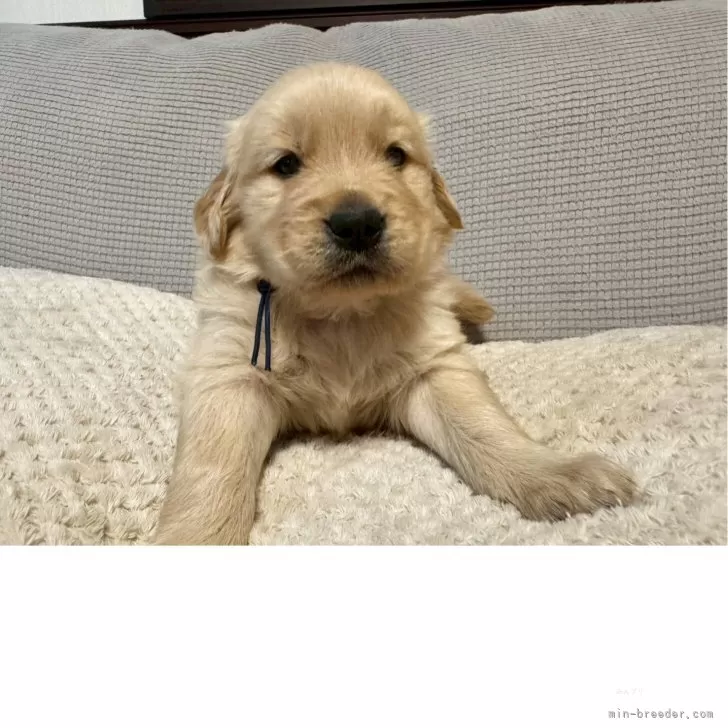 ID:2506-01118の子犬