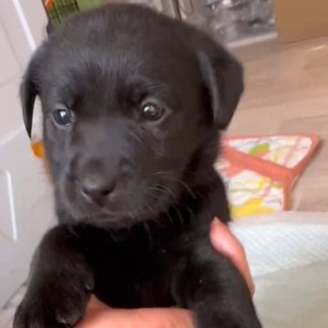 ラブラドールレトリバー【岡山県・女の子・2025年10月28日・ブラック】の写真「小さめサイズのラブチャンです」