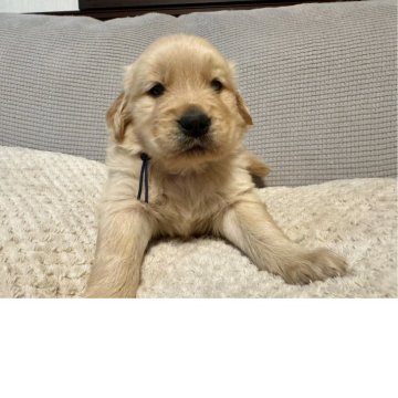 ゴールデンレトリバー【岡山県・男の子・2025年5月1日・ゴールド】の写真「かわゆい男の子です！」