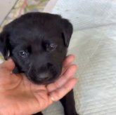 ラブラドールレトリバー