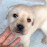 ラブラドールレトリバー