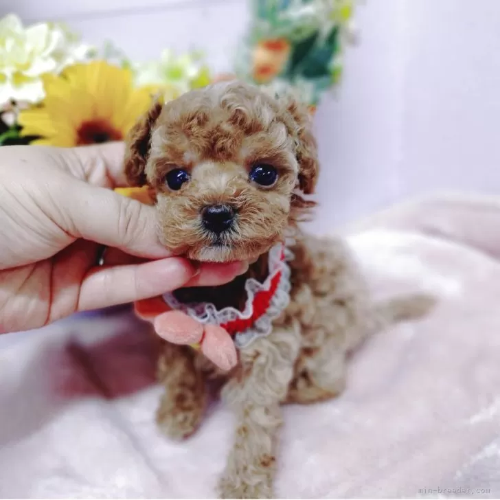 タマちゃん 様のお迎えした子犬