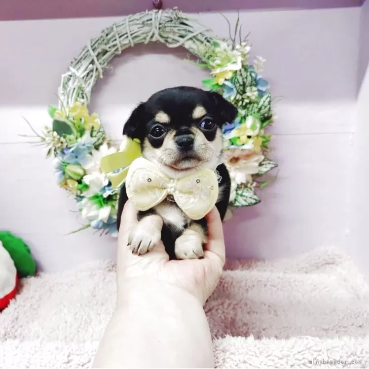 カトちゃん 様のお迎えした子犬