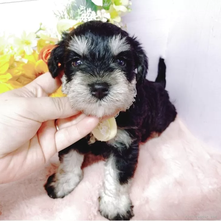 S.M 様のお迎えした子犬