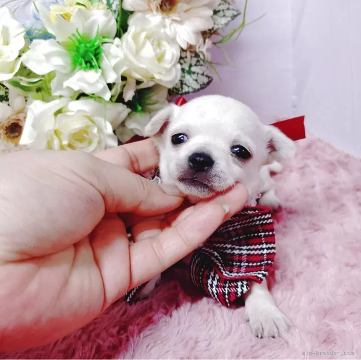 ID:2504-03039の子犬