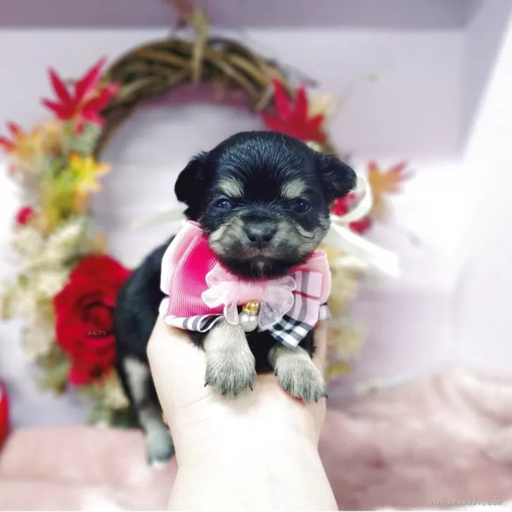 チワワ(ロング)【福島県・女の子・2025年10月3日・ブラックタン】の写真1「11月4日撮影ピンクリボンの長女ちゃん🎀」