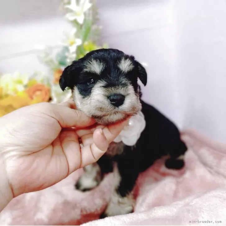 M.S 様のお迎えした子犬