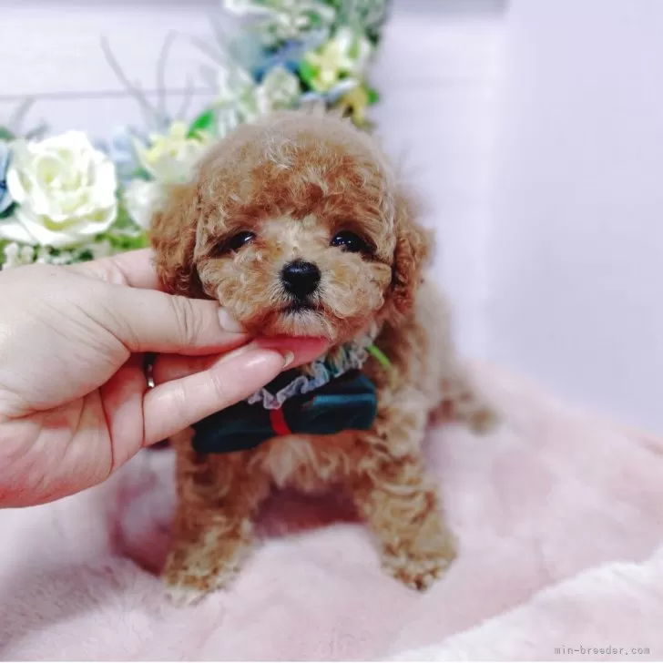 ID:2507-09355の子犬