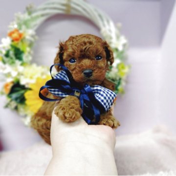 チワプー(チワワ×トイプードル)【福島県・男の子・2025年7月7日・レッド】の写真「美男美女から誕生し将来が楽しみなCUTEなMIX」