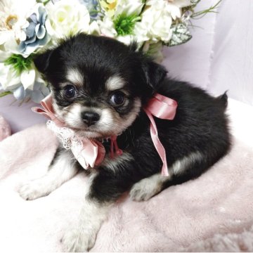 チワワ(ロング)【福島県・女の子・2025年4月4日・ブラックタン&ホワイト】の写真「ご予約は6月1日㈯迄予定です🙇」