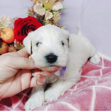 ミニチュアシュナウザー【福島県・男の子・2025年10月24日・ホワイト】の写真「大人気断尾なしのナチュラルテール🎀」