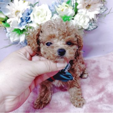 チワプー(チワワ×トイプードル)【福島県・男の子・2025年7月7日・カフェオレ】の写真「美男美女から誕生し将来が楽しみなCUTEなMIX」