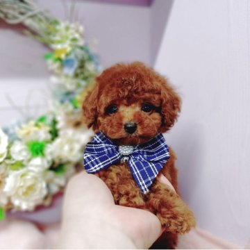 チワプー(チワワ×トイプードル)【福島県・男の子・2025年7月7日・レッド】の写真「美男美女から誕生し将来が楽しみなCUTEなMIX」
