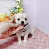チワワ(ロング)