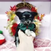 チワワ(ロング)