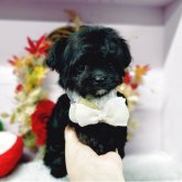 チワプー(トイプードル×チワワ)