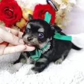 チワワ(ロング)