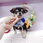 チワワ(スムース)