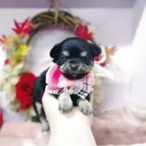 チワワ(ロング)【福島県・女の子・2025年10月3日・ブラックタン】の写真1「11月4日撮影ピンクリボンの長女ちゃん🎀」