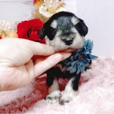 ミニチュアシュナウザー