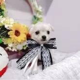 チワワ(ロング)