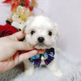 チワマル(チワワ×マルチーズ)