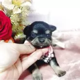 チワワ(ロング)【福島県・女の子・2025年10月3日・ブラックタン】の写真2