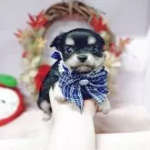 チワワ(ロング)【福島県・男の子・2025年10月3日・ブラックタン】の写真2「11月16日撮影」