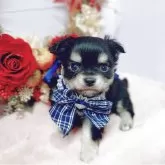 チワワ(ロング)【福島県・男の子・2025年10月3日・ブラックタン】の写真7