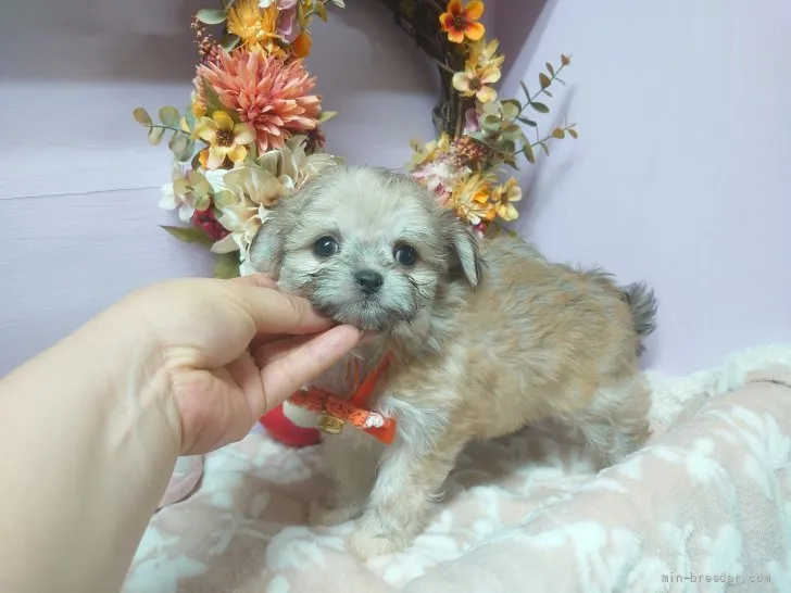 ID：2202-01225の子犬