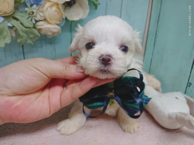 ID：2003-01856の子犬