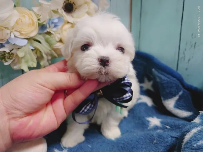 ID：2003-01898の子犬