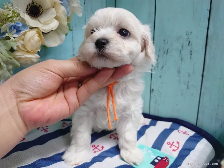 ID:2007-03146の子犬