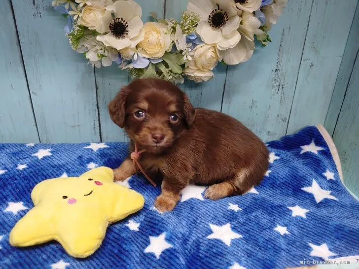ID:2009-03019の子犬